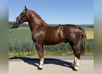 Heavy Warmblood, Stallion, 3 years, 16 hh, Chestnut