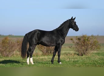 Heavy Warmblood, Stallion, 3 years, Smoky-Black