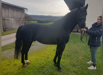 Heavy Warmblood, Stallion, 6 years, 16.1 hh, Black