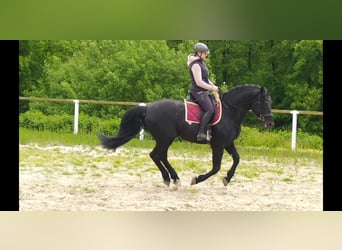 Heavy Warmblood, Stallion, 6 years, 16 hh, Black