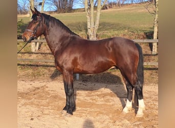 Heavy Warmblood, Stallion, 6 years, 16 hh, Brown