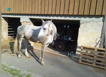 Heavy Warmblood, Stallion, 9 years, 16.2 hh