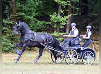 Heavy Warmblood, Stallion, 10 years, 16,3 hh, Bay-Dark