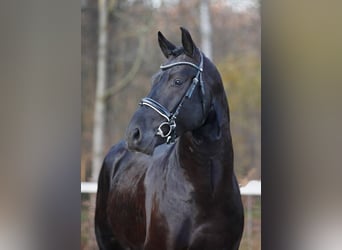 Heavy Warmblood, Stallion, 7 years, 16.1 hh, Black