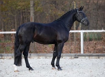 Heavy Warmblood, Stallion, 7 years, 16.1 hh, Black
