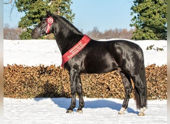 Heavy Warmblood, Stallion, 4 years, 16 hh, Black