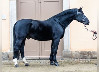 Heavy Warmblood, Stallion, 19 years, 16.3 hh, Black