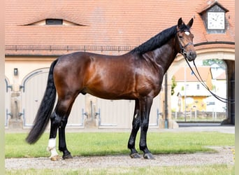 Heavy Warmblood, Stallion, 5 years, 16,1 hh, Brown