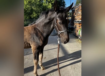 Heavy Warmblood, Stallion, Foal (04/2024), 10.2 hh, Black