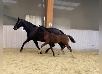 Heavy Warmblood, Stallion, Foal (04/2024), 16 hh, Black