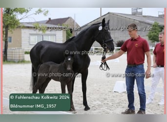 Heavy Warmblood, Stallion, Foal (06/2024), 16 hh, Black