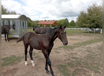 Heavy Warmblood, Stallion, Foal (03/2026), 16 hh, Black