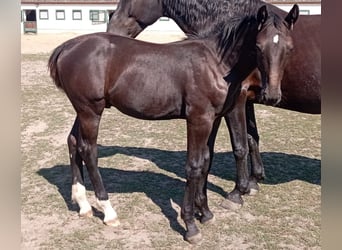 Heavy Warmblood, Stallion, Foal (03/2026), 16 hh, Black