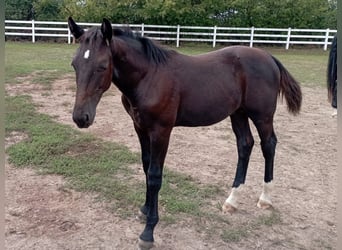 Heavy Warmblood, Stallion, Foal (03/2026), 16 hh, Black
