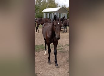 Heavy Warmblood, Stallion, Foal (03/2026), 16 hh, Black
