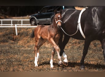 Heavy Warmblood, Stallion, Foal (05/2026), 16 hh, Brown