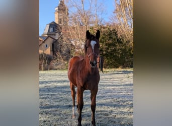 Heavy Warmblood, Stallion, Foal (03/2025), 16 hh, Brown