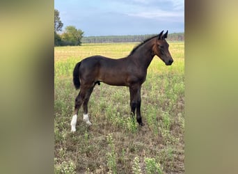 Heavy Warmblood, Stallion, Foal (05/2026), 16 hh, Smoky-Black