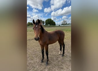Heavy Warmblood, Stallion, Foal (04/2025), 16,1 hh, Smoky-Black