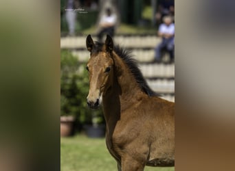 Heavy Warmblood, Stallion, Foal (03/2025), 16,2 hh, Brown