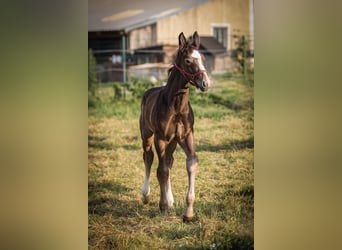 Heavy Warmblood, Stallion, Foal (05/2025), 17 hh, Grey-Fleabitten