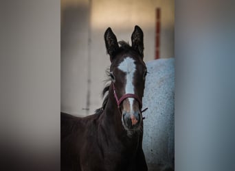 Heavy Warmblood, Stallion, Foal (05/2025), 17 hh, Grey-Fleabitten
