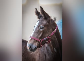 Heavy Warmblood, Stallion, Foal (05/2025), 17 hh, Grey-Fleabitten