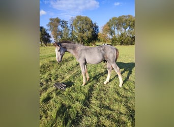 Heavy Warmblood, Stallion, Foal (05/2025), 17 hh, Grey-Fleabitten