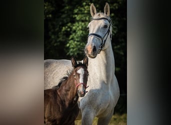 Heavy Warmblood, Stallion, Foal (05/2025), 17 hh, Grey-Fleabitten
