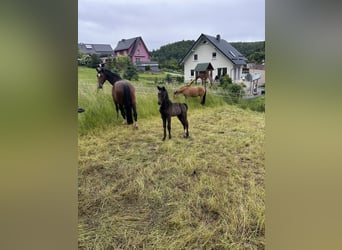 Heavy Warmblood, Stallion, Foal (05/2025), Black
