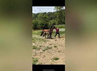 Heavy Warmblood, Stallion, Foal (05/2025), Black