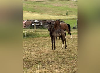 Heavy Warmblood, Stallion, Foal (05/2025), Black