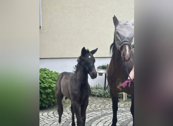 Heavy Warmblood, Stallion, Foal (05/2025), Black