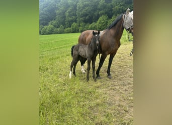 Heavy Warmblood, Stallion, Foal (05/2025), Black