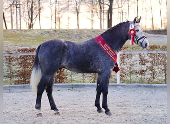 Heavy Warmblood, Stallion, 3 years, 16 hh, Grey