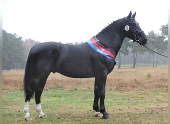 Heavy Warmblood, Stallion, 6 years, 16 hh, Smoky-Black