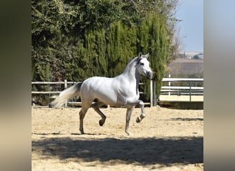 PRE, Stallion, 10 years, 16 hh, Gray-Dapple