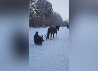Herz & Verstand fürs Pferd- Reitbeteiligung gesucht