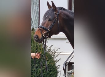Koń trakeński, Ogier, 11 lat, 170 cm, Ciemnogniada