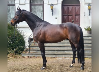 Trakehner, Stallion, 11 years, 16.2 hh, Bay-Dark