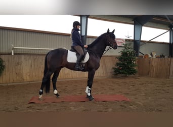 Trakehner, Stallone, 12 Anni, 170 cm, Baio scuro