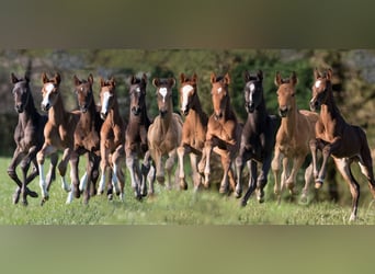 Trakehner, Stallone, 12 Anni, 170 cm, Baio scuro