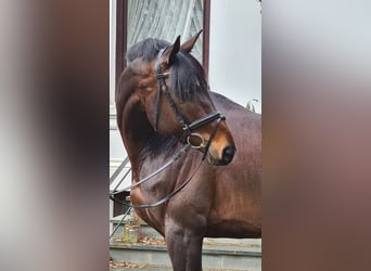 Trakehner, Stallone, 12 Anni, 170 cm, Baio scuro