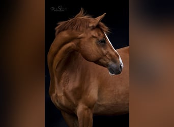 Hessian Warmblood, Gelding, 17 years, 15.2 hh, Chestnut-Red