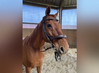 Hessian Warmblood, Gelding, 19 years, 16 hh, Chestnut-Red