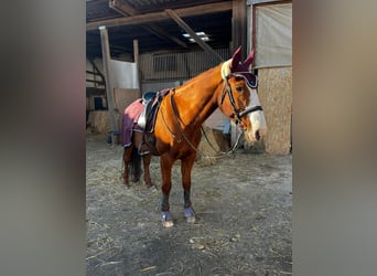 Hessian Warmblood, Gelding, 21 years, 16,3 hh, Chestnut-Red