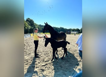 Hessian Warmblood, Mare, 21 years, 17 hh, Brown