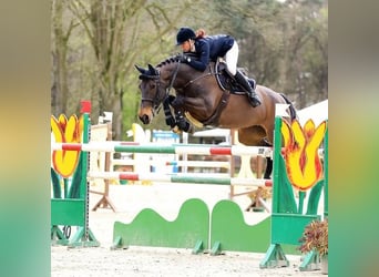 Hessian Warmblood, Mare, 21 years, 17 hh, Brown