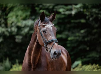 Hessian Warmblood, Mare, 22 years, 16.2 hh, Bay-Dark