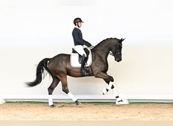 Hessisches warmbloed, Hengst, 6 Jaar, 172 cm, Zwart